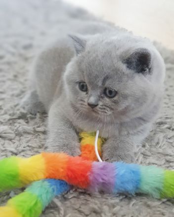 Bkh of Triple Chocolate