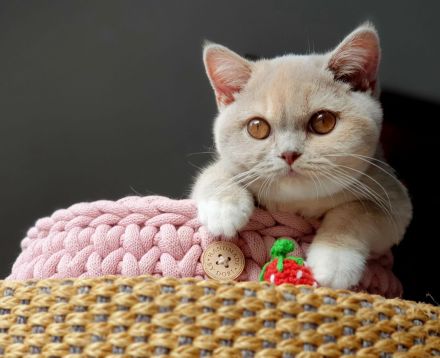 Bkh of Triple Chocolate