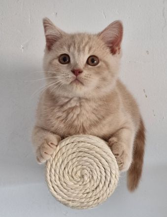 Bkh of Triple Chocolate