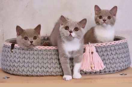 Bkh of Triple Chocolate