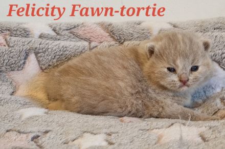 Bkh of Triple Chocolate