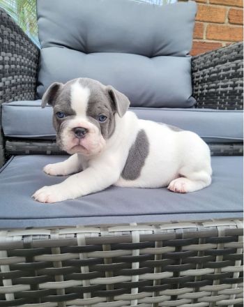 Französische Bulldogge