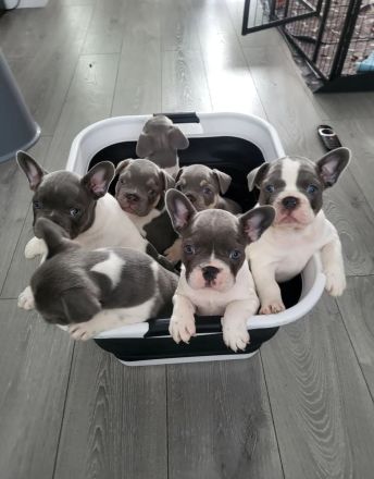 Französische Bulldogge