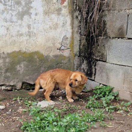 Bandi-Dackel-Terrier-Mix- geb. ca 2020- ca 35cm