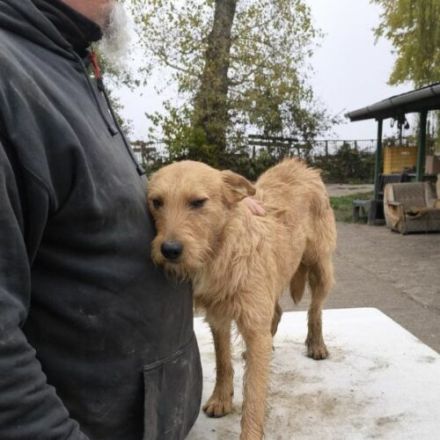 Csabi-terrierMix- geb. ca 11/22, ca. 45cm