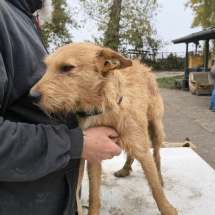 Csabi-terrierMix- geb. ca 11/22, ca. 45cm