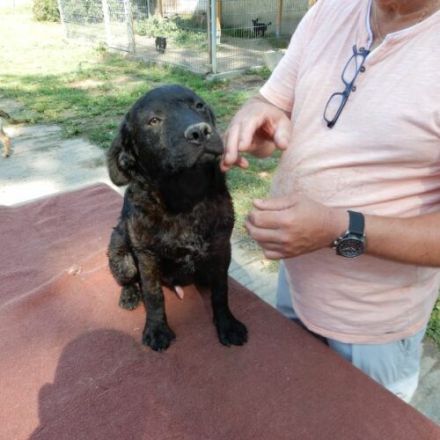 Denes-LabradorMix- geb ca.2023-55cm