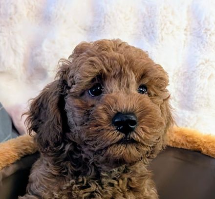 Kleinpudel Welpen mit Stammbaum suchen liebevolle Zuhause