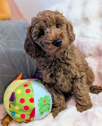 Kleinpudel Welpen mit Stammbaum suchen liebevolle Zuhause