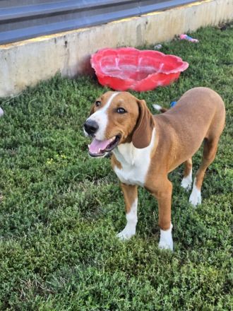 Vincent – Ein kleiner Charmeur mit großer Abenteuerlust sucht sein Zuhause!