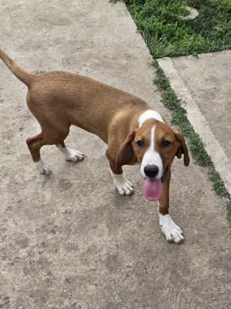 Vincent – Ein kleiner Charmeur mit großer Abenteuerlust sucht sein Zuhause!