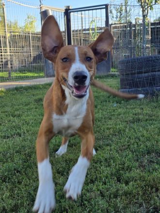 Vincent – Ein kleiner Charmeur mit großer Abenteuerlust sucht sein Zuhause!