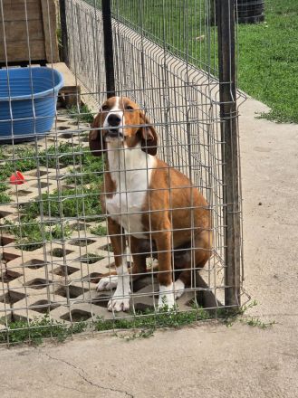 Vincent – Ein kleiner Charmeur mit großer Abenteuerlust sucht sein Zuhause!