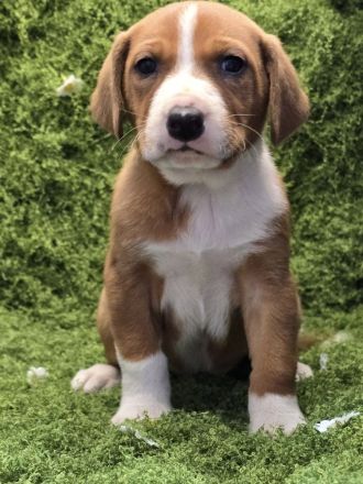 Vincent – Ein kleiner Charmeur mit großer Abenteuerlust sucht sein Zuhause!