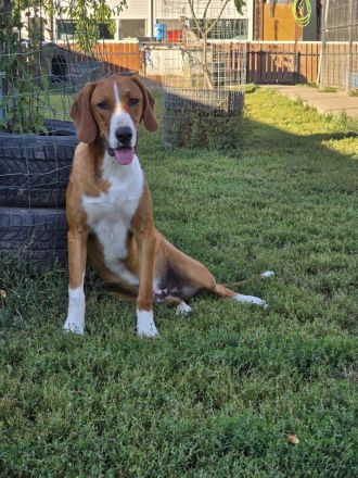 Vincent – Ein kleiner Charmeur mit großer Abenteuerlust sucht sein Zuhause!