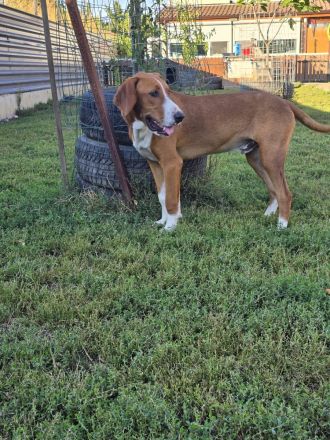 Vincent – Ein kleiner Charmeur mit großer Abenteuerlust sucht sein Zuhause!