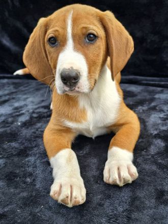 Vincent – Ein kleiner Charmeur mit großer Abenteuerlust sucht sein Zuhause!