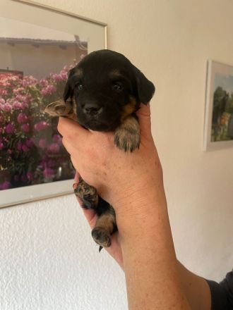 Zwergpudel Yorkshire Terrier Mix Welpe