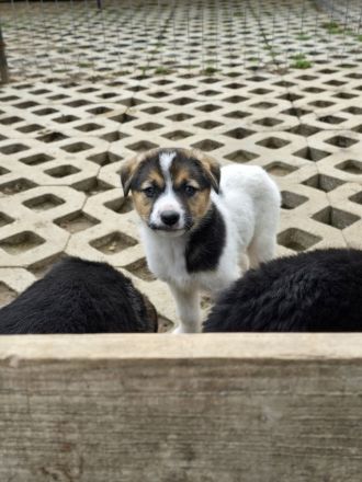 Nathan – Ein Entdecker mit großem Herzen sucht sein Für-immer-Zuhause!