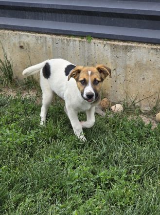 Nathan – Ein Entdecker mit großem Herzen sucht sein Für-immer-Zuhause!