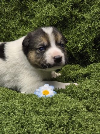Nathan – Ein Entdecker mit großem Herzen sucht sein Für-immer-Zuhause!