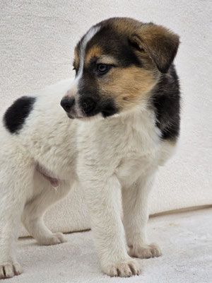 Nathan – Ein Entdecker mit großem Herzen sucht sein Für-immer-Zuhause!