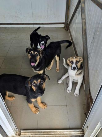 Nathan – Ein Entdecker mit großem Herzen sucht sein Für-immer-Zuhause!