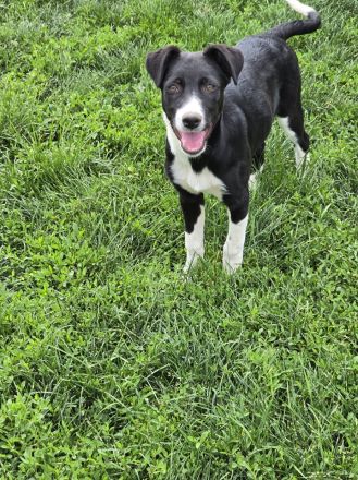 Nina – Eine lebensfrohe kleine Hundedame sucht ihr großes Glück!