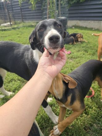 Nina – Eine lebensfrohe kleine Hundedame sucht ihr großes Glück!