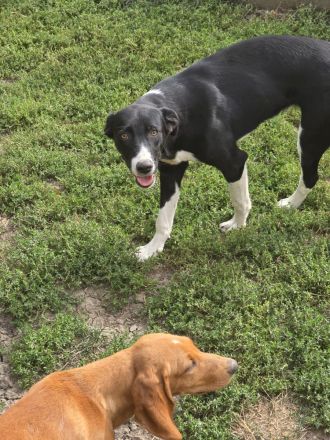 Nina – Eine lebensfrohe kleine Hundedame sucht ihr großes Glück!