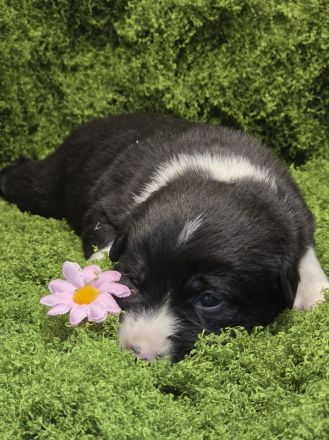 Nina – Eine lebensfrohe kleine Hundedame sucht ihr großes Glück!