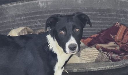 Nina – Eine lebensfrohe kleine Hundedame sucht ihr großes Glück!