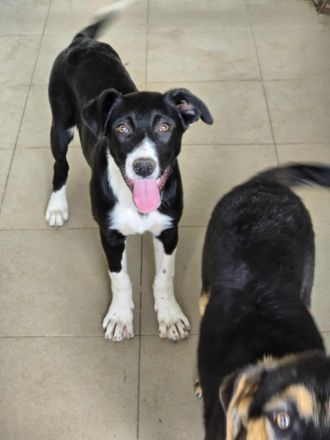 Nina – Eine lebensfrohe kleine Hundedame sucht ihr großes Glück!