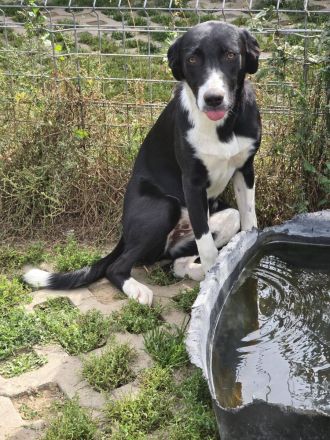 Nina – Eine lebensfrohe kleine Hundedame sucht ihr großes Glück!