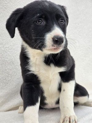 Nina – Eine lebensfrohe kleine Hundedame sucht ihr großes Glück!