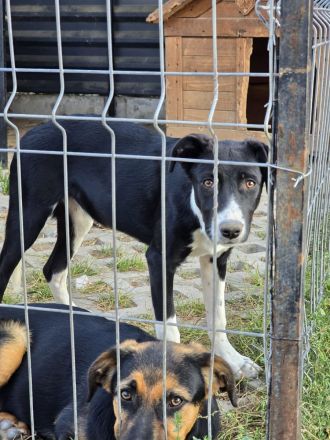 Nina – Eine lebensfrohe kleine Hundedame sucht ihr großes Glück!