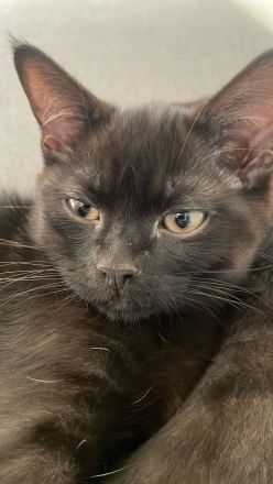 BKH + EKH Katzen MiX