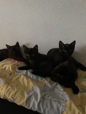 BKH + EKH Katzen MiX