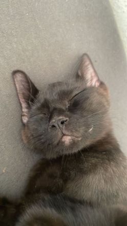 BKH + EKH Katzen MiX