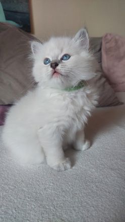 Ragdoll-Birma Kitten suchen ein neues Zuhause