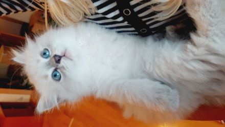 Ragdoll-Birma Kitten suchen ein neues Zuhause