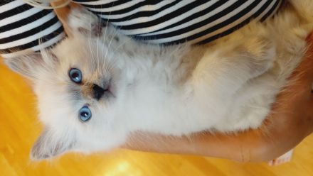 Ragdoll-Birma Kitten suchen ein neues Zuhause