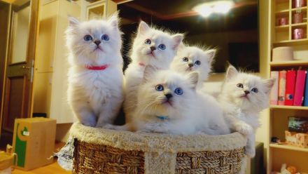 Ragdoll-Birma Kitten suchen ein neues Zuhause