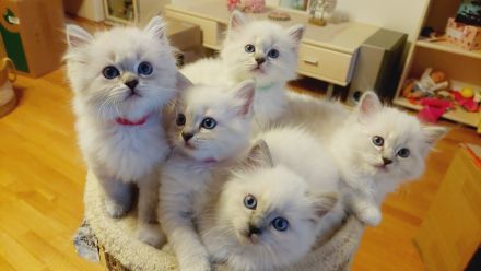 Ragdoll-Birma Kitten suchen ein neues Zuhause