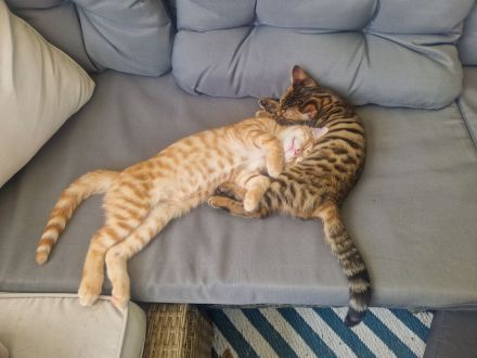 Zwei Kätzchen / Reinrassige Bengalkitten