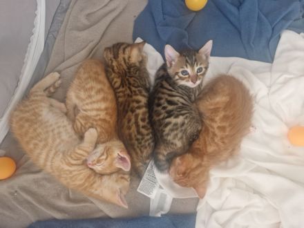 Zwei Kätzchen / Reinrassige Bengalkitten