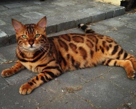 Zwei Kätzchen / Reinrassige Bengalkitten