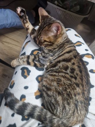 Zwei Kätzchen / Reinrassige Bengalkitten