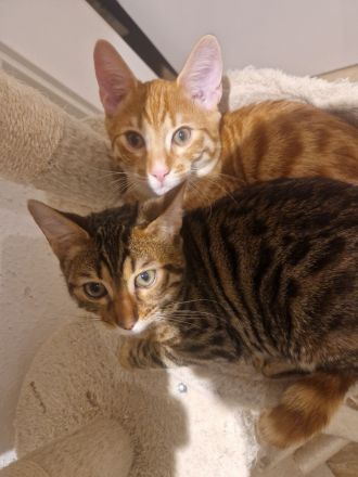 Zwei Kätzchen / Reinrassige Bengalkitten