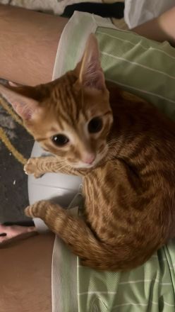 Zwei Kätzchen / Reinrassige Bengalkitten